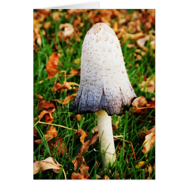 Autumn Mushroom (Voorkant)