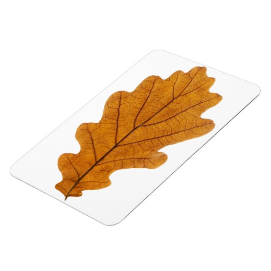 Autumn oak leaf magneet (Linkerzijde)