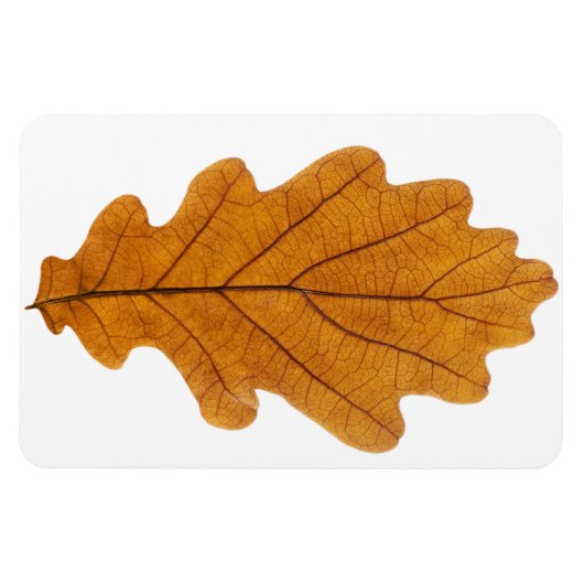 Autumn oak leaf magneet (Horizontaal)