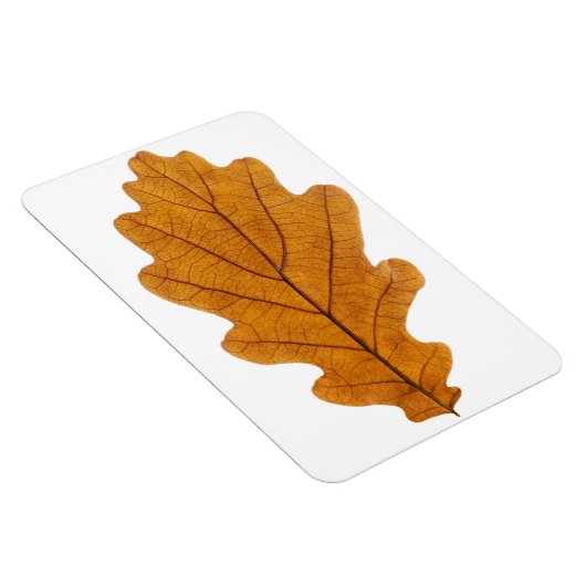 Autumn oak leaf magneet (Rechterzijde)