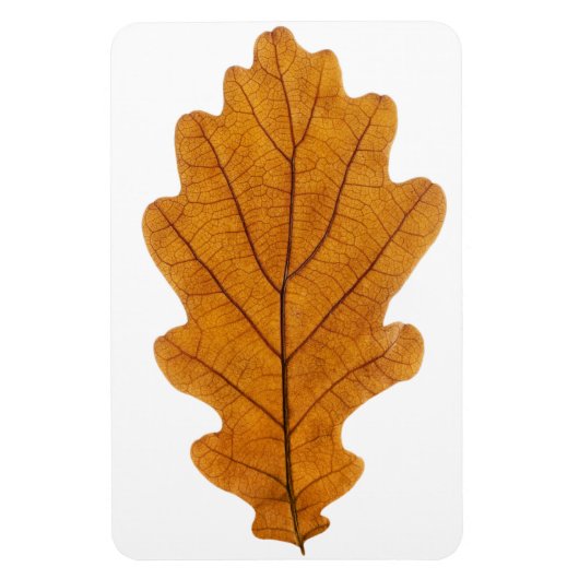 Autumn oak leaf magneet (Verticaal)
