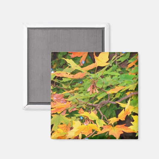 Autumn Oak Leaves Magnet (Voorkant / Achterkant)