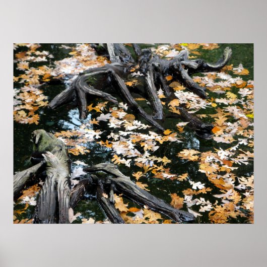 Autumn Otter Pond van Bladeren Poster (Voorkant)