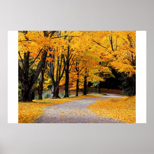 Autumn Pathway Poster (Voorkant)