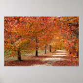 Autumn Pathway Poster (Voorkant)