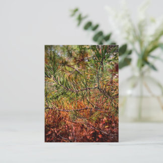 Autumn Pine Needles Briefkaart