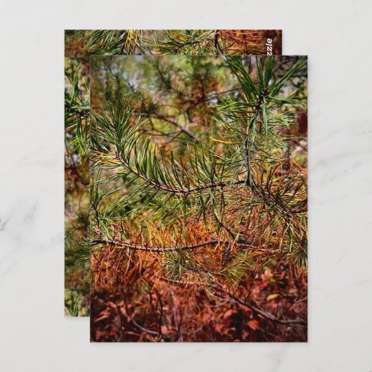 Autumn Pine Needles  Briefkaart (Voorkant / Achterkant)