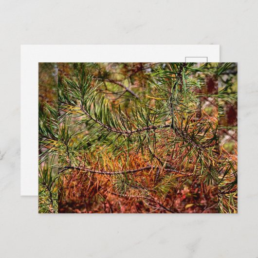 Autumn Pine Needles Feestdagenkaart (Voorkant / Achterkant)