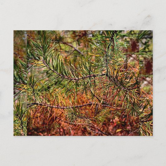 Autumn Pine Needles Feestdagenkaart (Voorkant)
