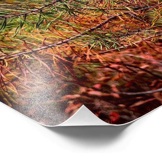 Autumn Pine Needles  Foto Afdruk (Hoek)
