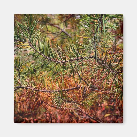 Autumn Pine Needles Magneet (Voorkant)