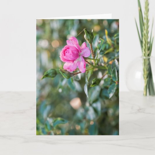 Autumn Pink Rose Rozen BlossomFlower Floral Feestdagen Kaart (Voorkant)