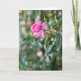 Autumn Pink Rose Rozen BlossomFlower Floral Feestdagen Kaart