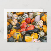 Autumn Pumpkins, Gourds and Squashes Briefkaart (Voorkant / Achterkant)