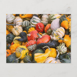 Autumn Pumpkins, Gourds and Squashes Briefkaart