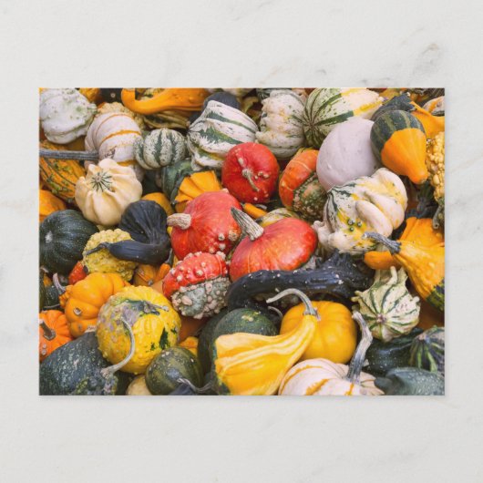 Autumn Pumpkins, Gourds and Squashes Briefkaart (Voorkant)