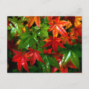 Autumn Rain Briefkaart