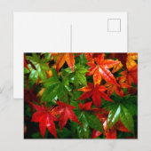 Autumn Rain Briefkaart (Voorkant / Achterkant)