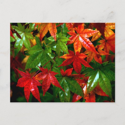 Autumn Rain Briefkaart (Voorkant)