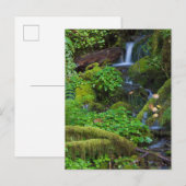 Autumn Rainforest | Nationaal Olympisch Park Briefkaart (Voorkant / Achterkant)