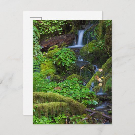 Autumn Rainforest | Nationaal Olympisch Park Briefkaart (Voorkant / Achterkant)
