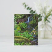 Autumn Rainforest | Nationaal Olympisch Park Briefkaart (Staand voorkant)