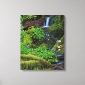Autumn Rainforest | Nationaal Olympisch Park Canvas Afdruk (Voorkant)