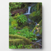 Autumn Rainforest | Nationaal Olympisch Park Fotoplaat (voorkant)