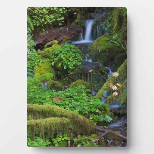 Autumn Rainforest | Nationaal Olympisch Park Fotoplaat (voorkant)