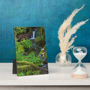 Autumn Rainforest   Nationaal Olympisch Park Fotoplaat