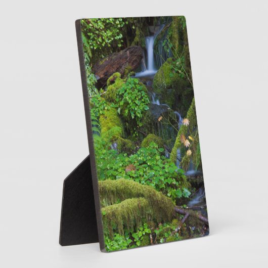 Autumn Rainforest | Nationaal Olympisch Park Fotoplaat (Zijkant)