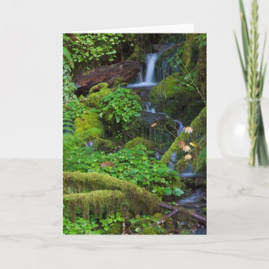 Autumn Rainforest | Nationaal Olympisch Park Kaart (Voorkant)