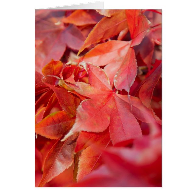 Autumn Red Maple Leaves (Voorkant)