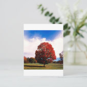 Autumn Red Maple Tree Forest Clermont Kentucky Briefkaart (Staand voorkant)