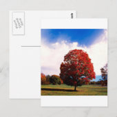 Autumn Red Maple Tree Forest Clermont Kentucky Briefkaart (Voorkant / Achterkant)