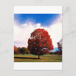 Autumn Red Maple Tree Forest Clermont Kentucky Briefkaart