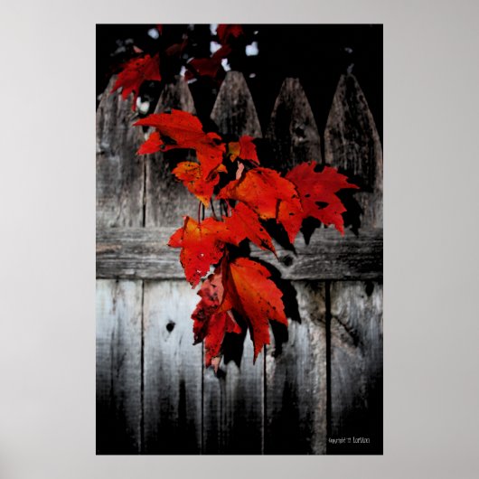 Autumn Red Poster (Voorkant)
