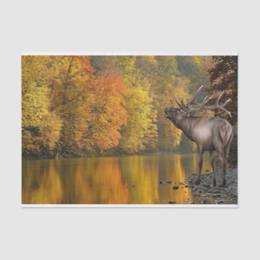 Autumn River Elk Tissuepapier (Voorkant)