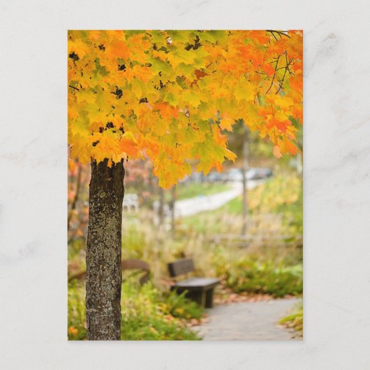 Autumn Scene Briefkaart (Voorkant)