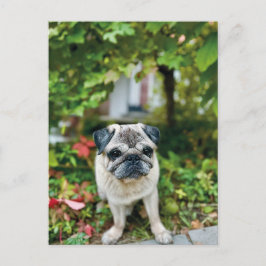 Autumn Schattige Pug Briefkaart