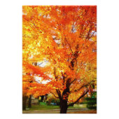 Autumn Silver Maple Tree Photo Print Poster (Voorkant)