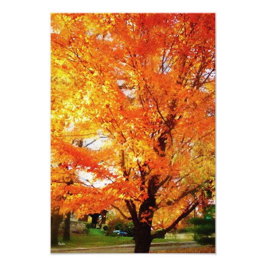 Autumn Silver Maple Tree Photo Print Poster (Voorkant)