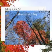 Autumn Sky Colorful Autumn Trees Photographic Briefkaart