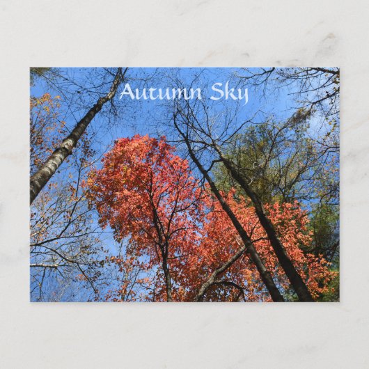Autumn Sky Colorful Autumn Trees Photographic Briefkaart (Voorkant)