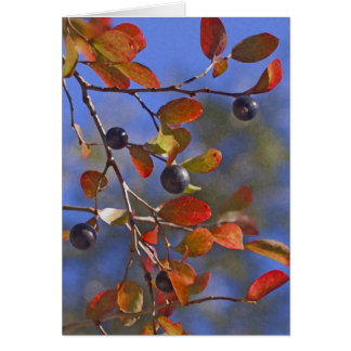 Autumn Sparkleberry