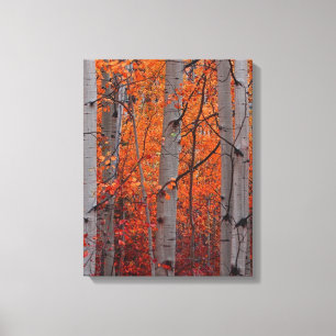 Autumn Splendor Canvas Afdruk