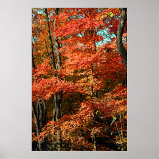 Autumn Splendor Poster