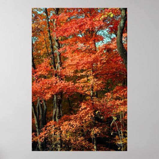 Autumn Splendor Poster (Voorkant)