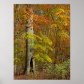 Autumn Splendor Poster (Voorkant)