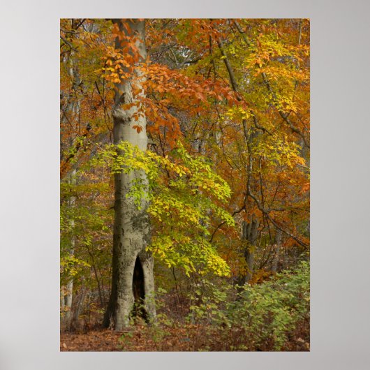 Autumn Splendor Poster (Voorkant)